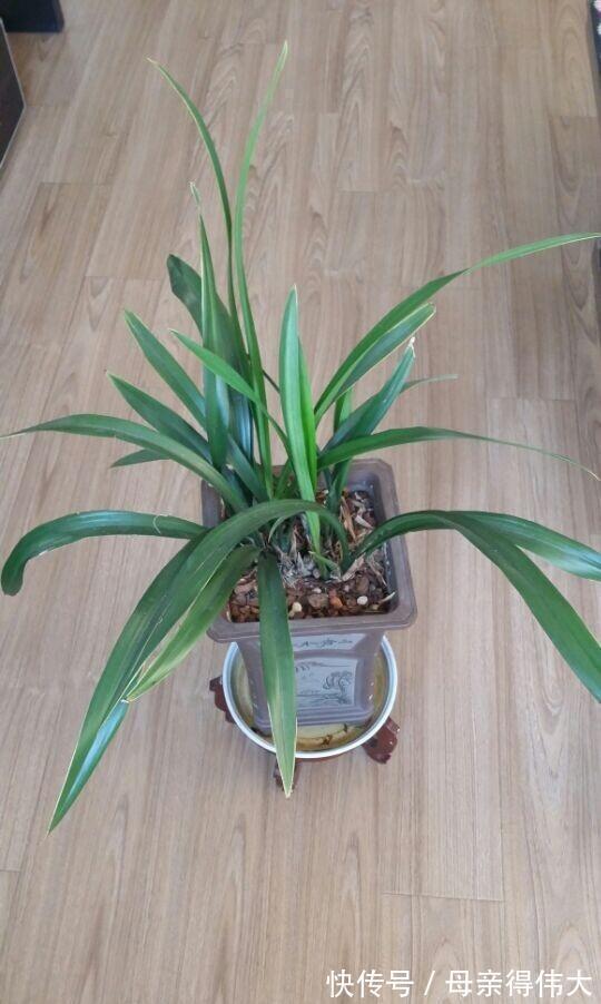 养殖|墨兰的叶片老是发黄,了解3点,及时改正,让叶片浓绿如墨
