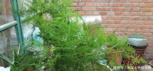 最怕“晒”的3种花,光照稍大就黄叶,养在“客厅”反而更旺盛!