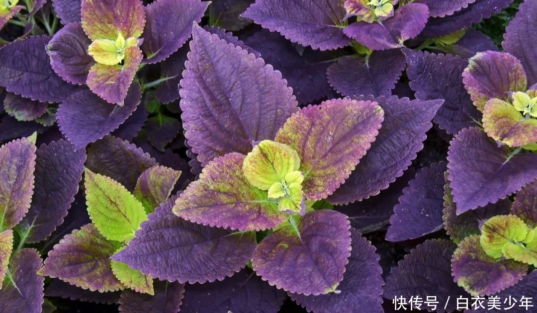 比，花，还，好，看的观叶植物，你知，道几种？