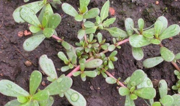 马齿苋|马齿苋不愧是“神仙草”,配上一宝,白发变黑发,用过的人都说好