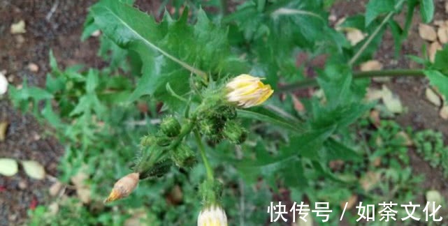 祛暑|农村有一种野草,是夏季的蔬菜,能清热祛暑,很珍贵