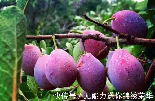 食物|每天可以坚持吃3种食物，排毒瘦身，美白皮肤，越吃越年轻！