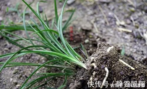 种植兰花为何不用土?原因其实很简单