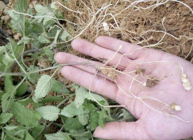 农田里，生长着1种“杂草”，人称“地环”，1公斤“70元”，珍贵