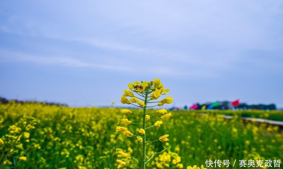 国内几处赏油菜花胜地，第一处人尽皆知，最后一处仅需2块钱公交