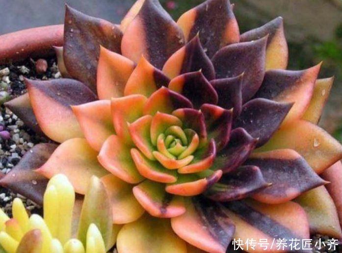 新手养多肉容易“踩雷”，绕过4个“雷区”，才知道多肉并不难养