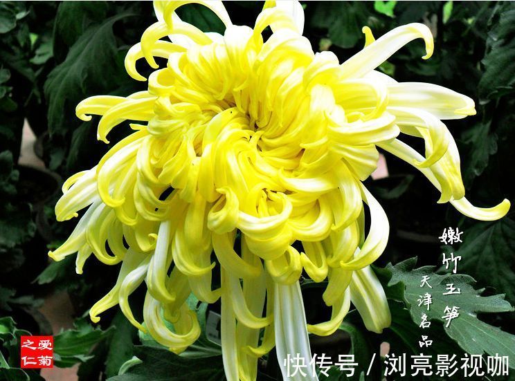 菊花|喜欢菊花,不如养盆优良名菊“嫩竹玉笋”,似娇嫩欲滴,风姿绰约