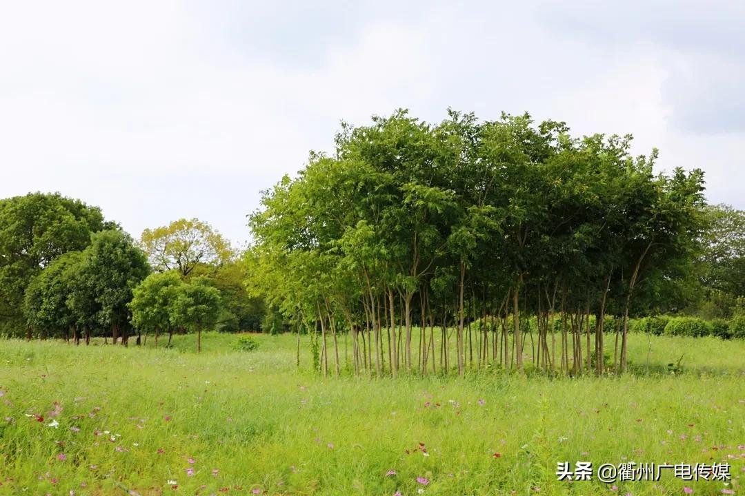 孔子花田|风车、花海、绿皮小火车……衢州这块家门口的网红打卡地宛若宫崎骏漫画！