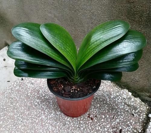 有光泽|秋天,这3种花一定要勤施肥,叶片更多更厚实,好看又有光泽