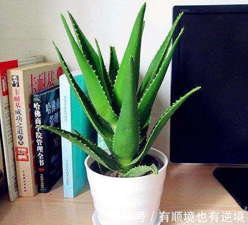 芦荟盆栽越长越大,如何给芦荟进行修剪,要注意什么