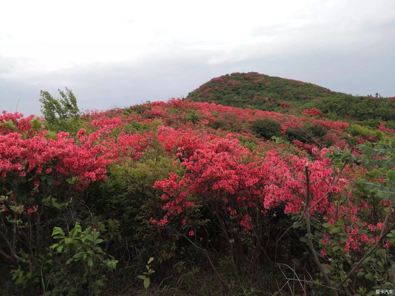 忙里再偷闲 升华山上看杜鹃