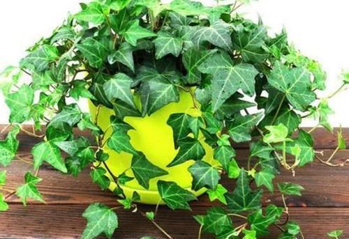 常春藤|4种富贵花,添福添贵添好运,开满整个花盆,快养起来吧!