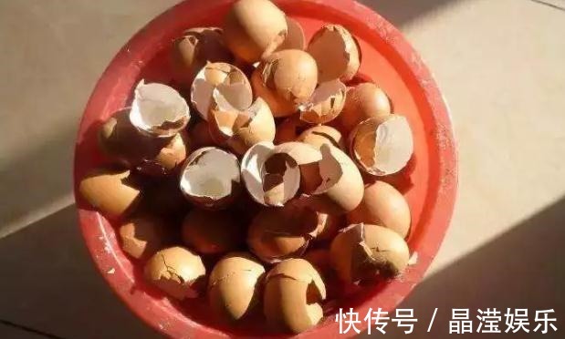 鸡蛋壳养花效果到底是怎么样，你了解过嘛
