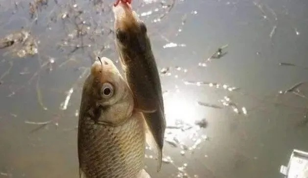 这几个冬季钓鲫鱼的技巧一定要收好,学会以后你就不会封竿了