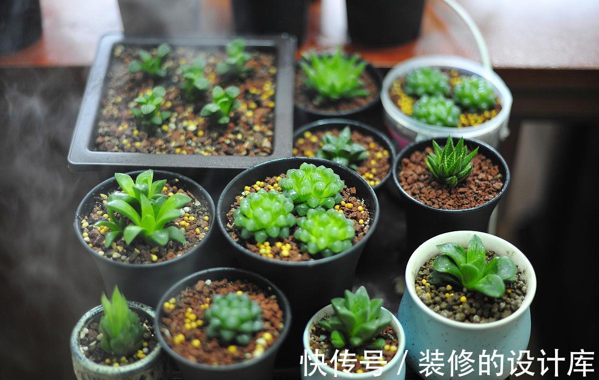 养殖|多肉花盆怎么选？使用3种花盆，加上正确养护，更容易养出好状态