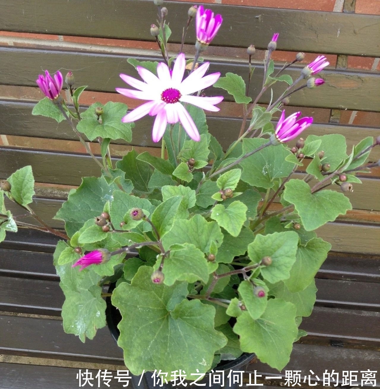 为什么家里的瓜叶菊养一段时间就会枯萎,如何让它开花更久?