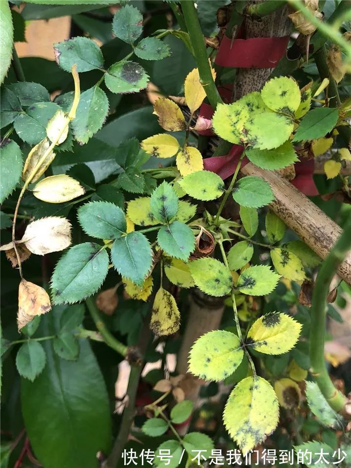 养花技巧最难养的花，买多少死多少，想想就生气！