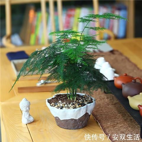 几种耐阴花,最怕晒太阳,一晒就黄叶,看看你养了几种