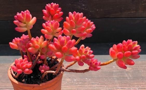 虹之玉|3种多肉,天热少浇水,养护成“老桩”,欣赏价值高