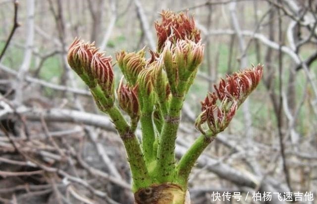 槐花菜|农村有种满身刺的木苗,村民这是“树上人参”