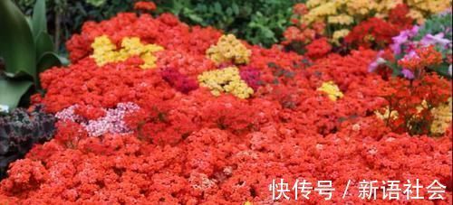 养花总是死？盆底埋点“小东西”，疏松透气不烂根，养啥旺啥