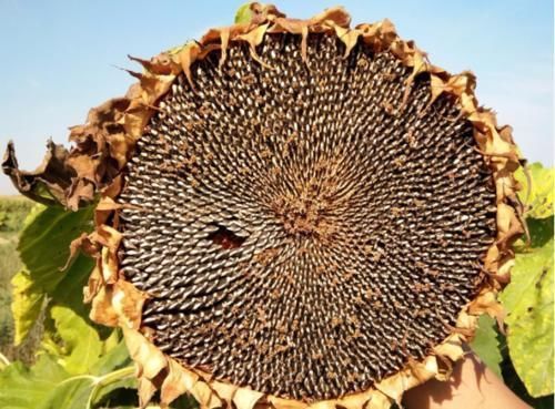 向日葵全身都是药!更是降压“神器”,高血压、头晕头疼都能治