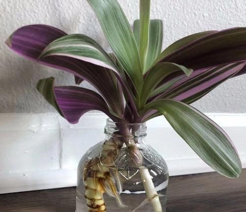 紫背|用水培扦插繁殖的紫背万年青,根长得快,养好了容易开花