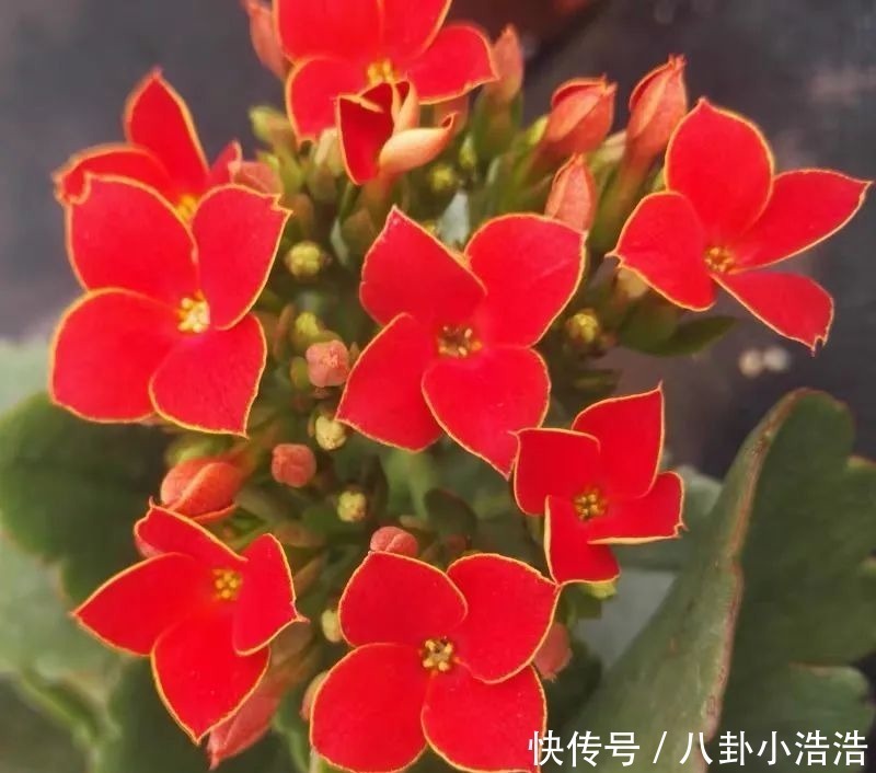 花期|45种长寿花，个个都是高颜值，家里养几盆，美得移不开眼