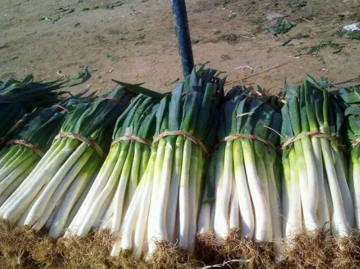 葱农教我3招，大葱放一冬也新鲜，不干不黄不空心，城里人快学学