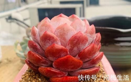 温度到零下多肉就会冻死？不一定，影响它们耐冻程度的因素可多了