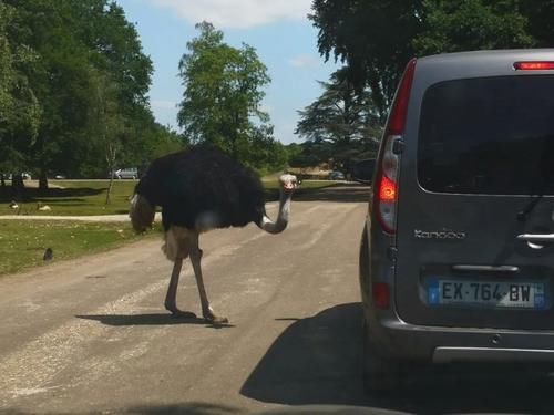 疫情|疫情期间的周末娱乐,留学菌带你逛逛野生动物园