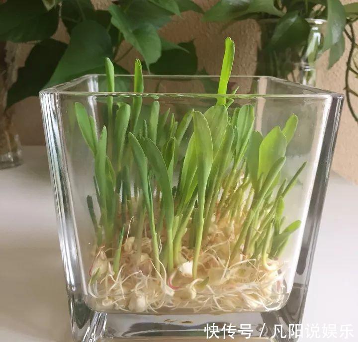 玉米棒子扔盆里,洒点水就发芽了,7天长一把绿苗!