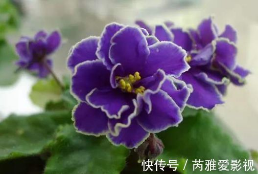 梅傲骨|这些花好养又漂亮,花开艳丽,极易花开爆盆,就是一个大花球