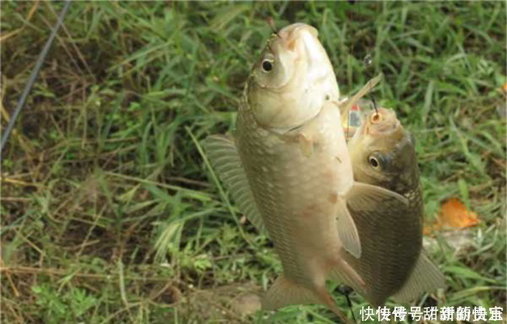 调漂|钓鱼技巧:这4大问题,影响了你的中鱼率,莫忽视!