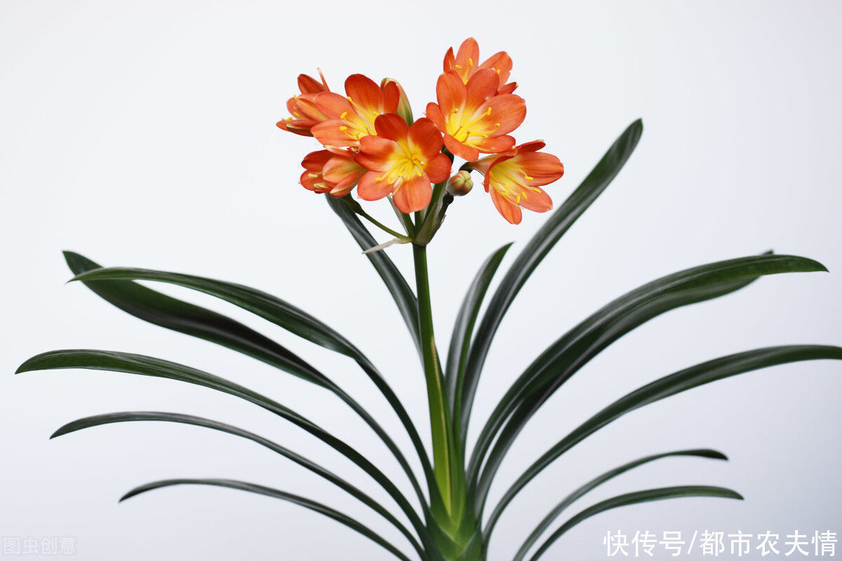 叶片|君子兰看似很好养护，日常管理中也要注意，细节处理好才长得好