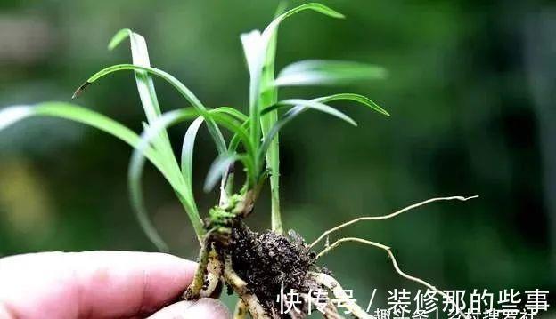 兰花一直养不壮?而且难开花?这些原因如何处理?教你一个小技巧