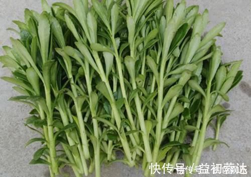 高血压|农地里被忽视的这种野菜,或是高血压“克星”,建议:不妨多吃点