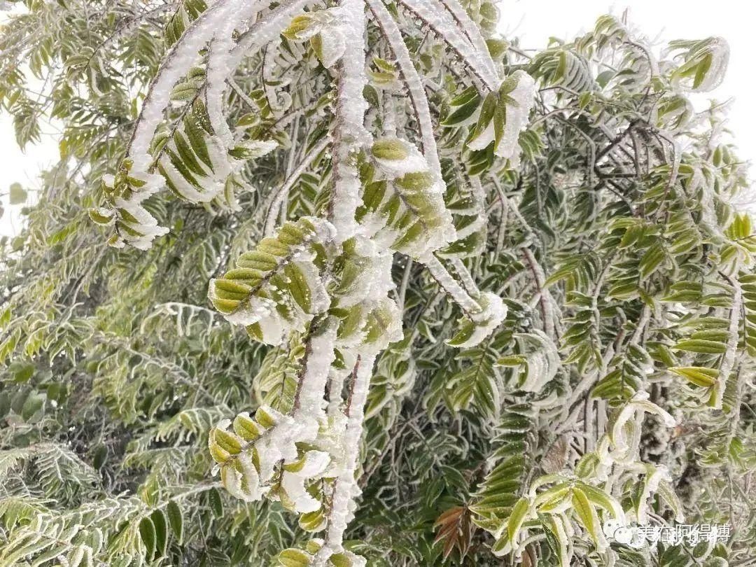 记忆 ｜寒潮再次来袭，还记得前几天的雪吗？