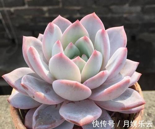 冬天养多肉,做好3件事,叶片厚实胖嘟嘟,安全过冬长爆盆!