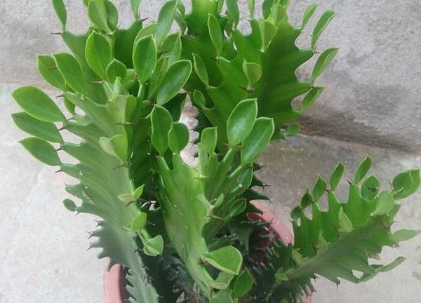 看着“丑”的3种花，放家里却能“镇宅”，还吸甲醛，值得养！