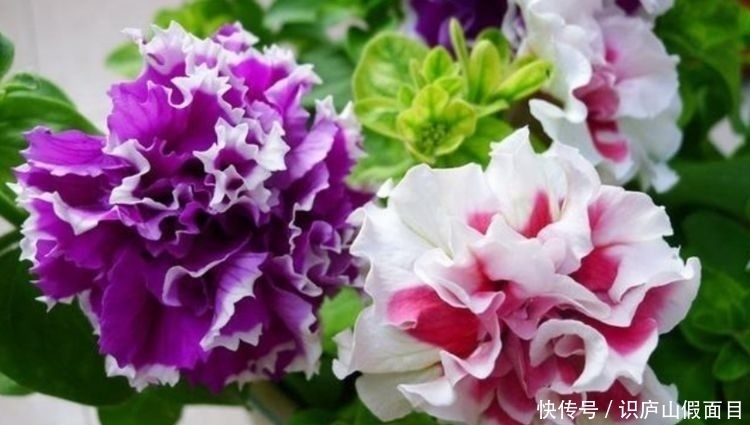 超漂亮的4种花,养在家里超合适,长势好花色艳,开花停不下来