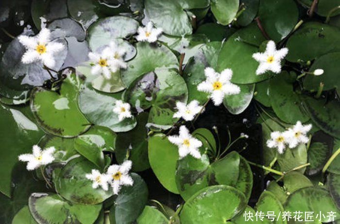 喜欢天天浇水，管不住手怎么办？养这些花，水越多长得越好