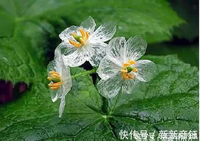 别错过这款“水晶花”，花瓣遇水变透明，单季绽放“可遇不可求”