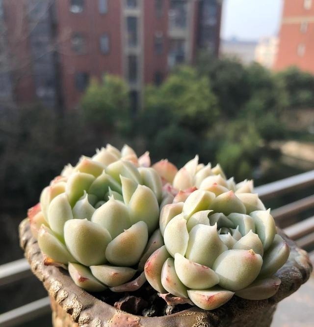 多肉不长怎么回事原来是“控水”不对，赶紧改正，半个月见效果