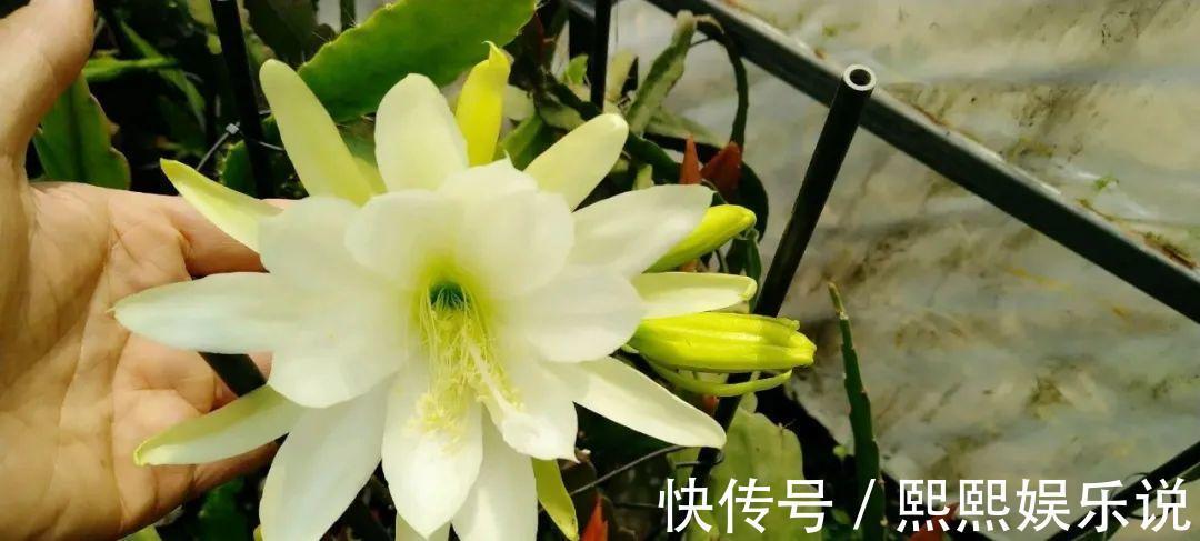 1种花不是真昙花，1次能开上百朵，比蟹爪兰美，怪不得都去抢假货