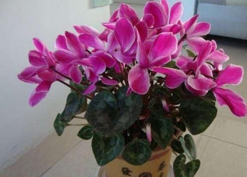 冬天开的花有哪些?6种花冬天开,养在家里漂亮又喜庆