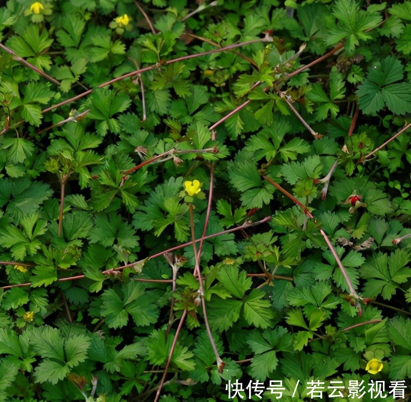 小孩|有种野果叫蛇莓,比草莓还好吃,大人却说不能吃,为啥?