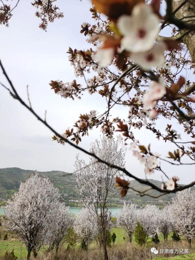 西和晚霞湖畔 李子花竞相开放