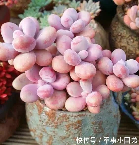 喜欢桃蛋,10月份入手后宠着养,叶子会粉嫩又肥胖