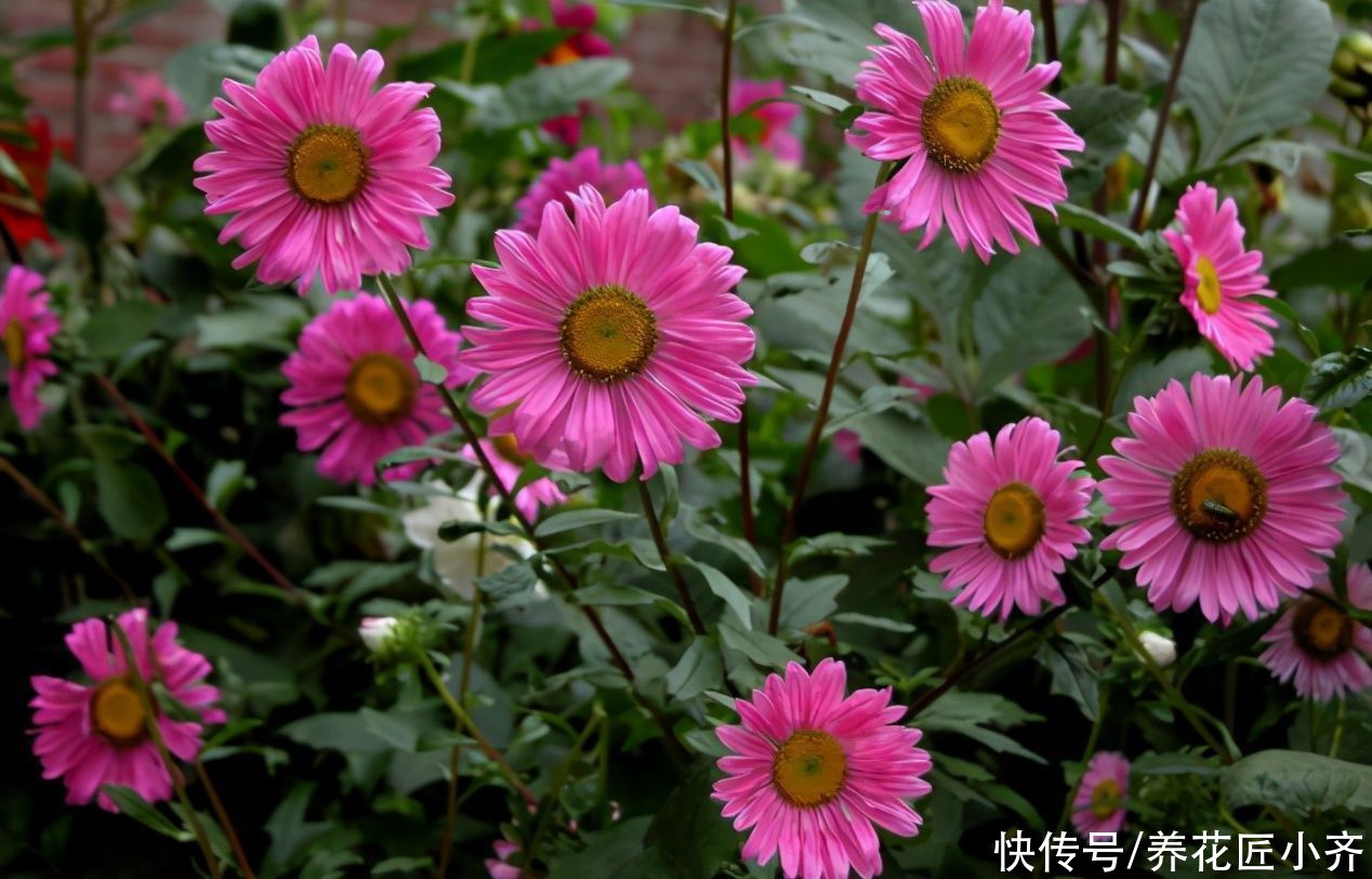 春天买到4种花，开完直接扔，因为它们都是“一次性”花卉